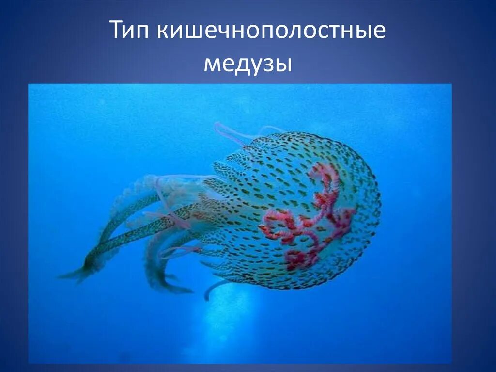 Сцифоидные кишечнополостные. Тип кишечнополостные медузы. Гидроскелет медузы. Тип кишечнополостные медузы. Класс сцифоидные (scyphozoa).