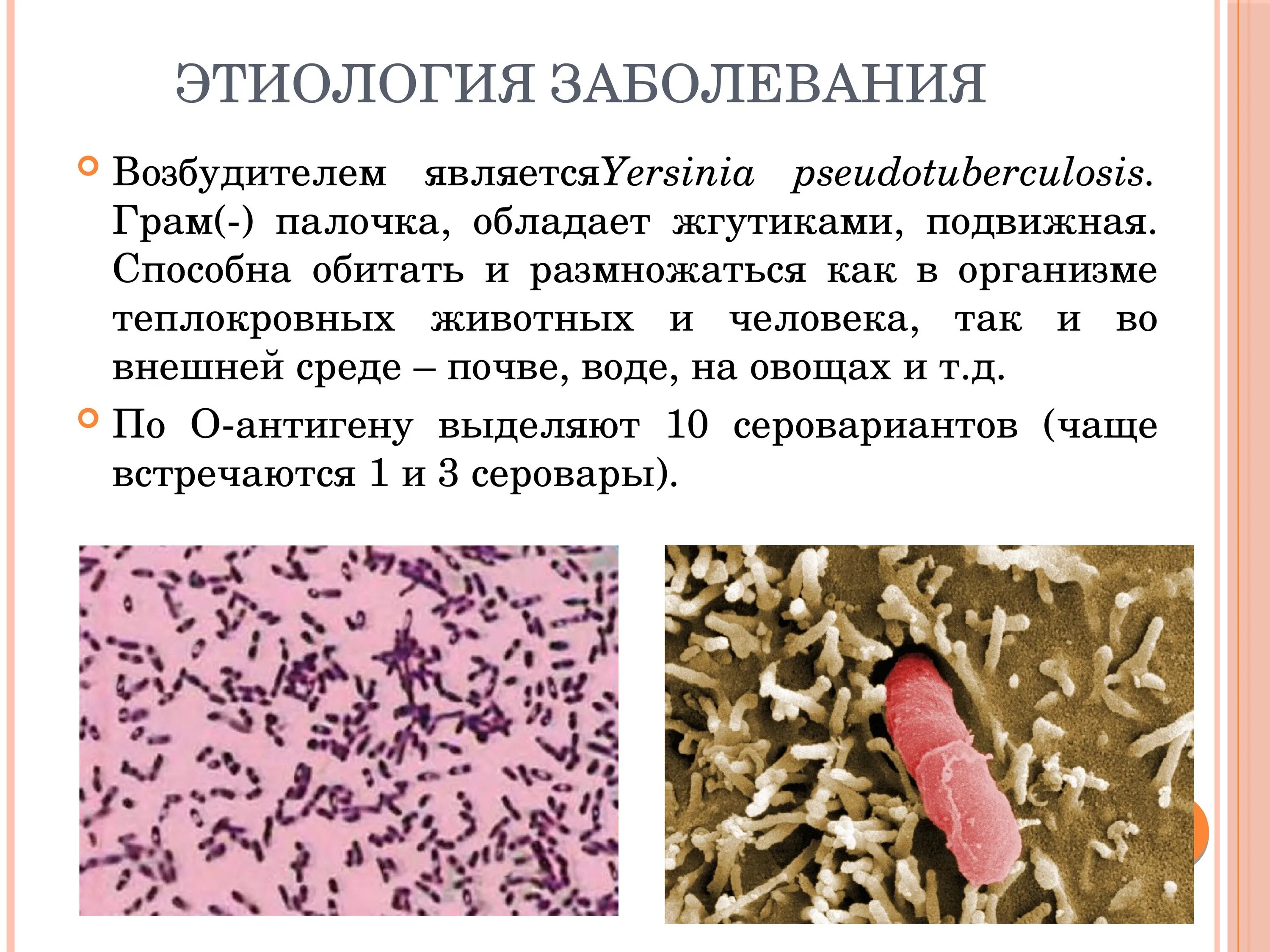 Чума является бактерии