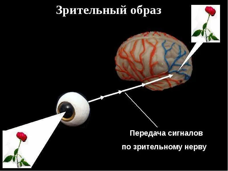 Зрительные образы. Зрительные сигналы. Зрительный образ возникает в. Механизм передачи зрительного сигнала.