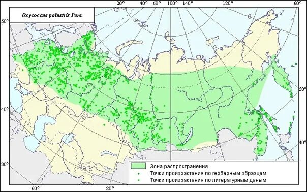 Доклад про облепиху. Условия мест произрастания. Облепиха доклад 2 класс. Рябина обыкновенная ареал. Условия мест произрастания.