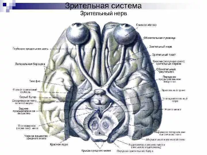 Зрительная хиазма анатомия. Зрительный нерв строение анатомия. Топография зрительного нерва анатомия. Зрительный тракт анатомия. Два зрительных нерва