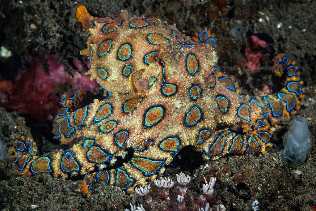 Hapalochlaena lunulata. Голубокольчатый осьминог. Пузыри риф. Осьминог у которого синие кольца. Blue ringed