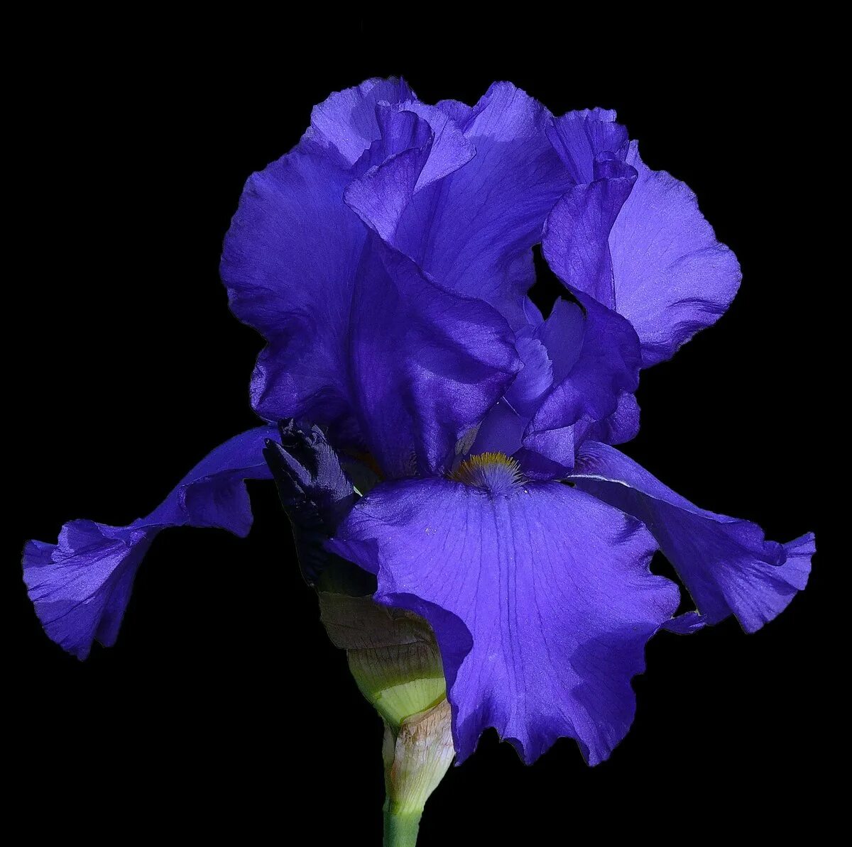 Iris x graphics