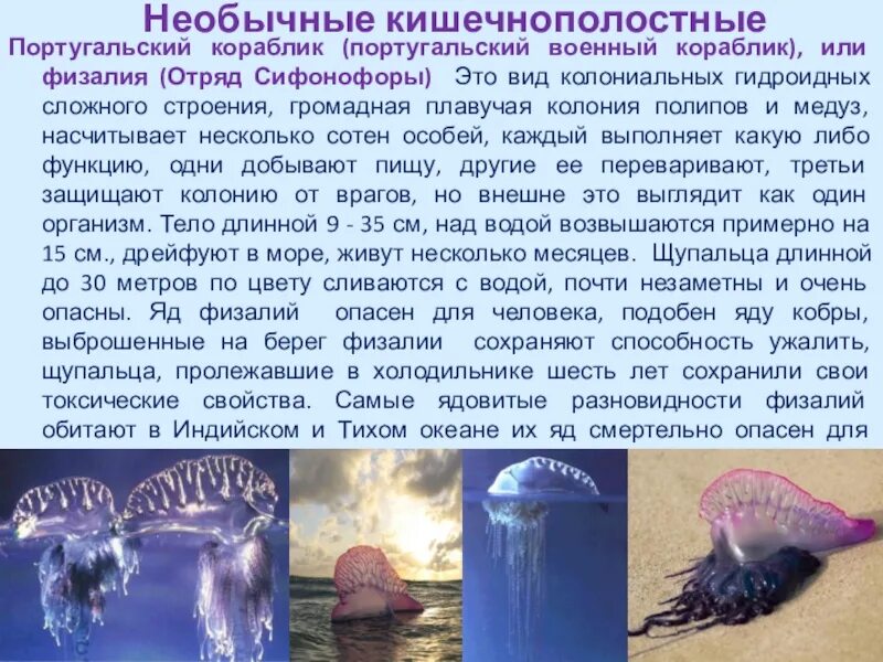 Сифонофоры это 3 класс литературное чтение. Сифонофоры это 3 класс литературное чтение