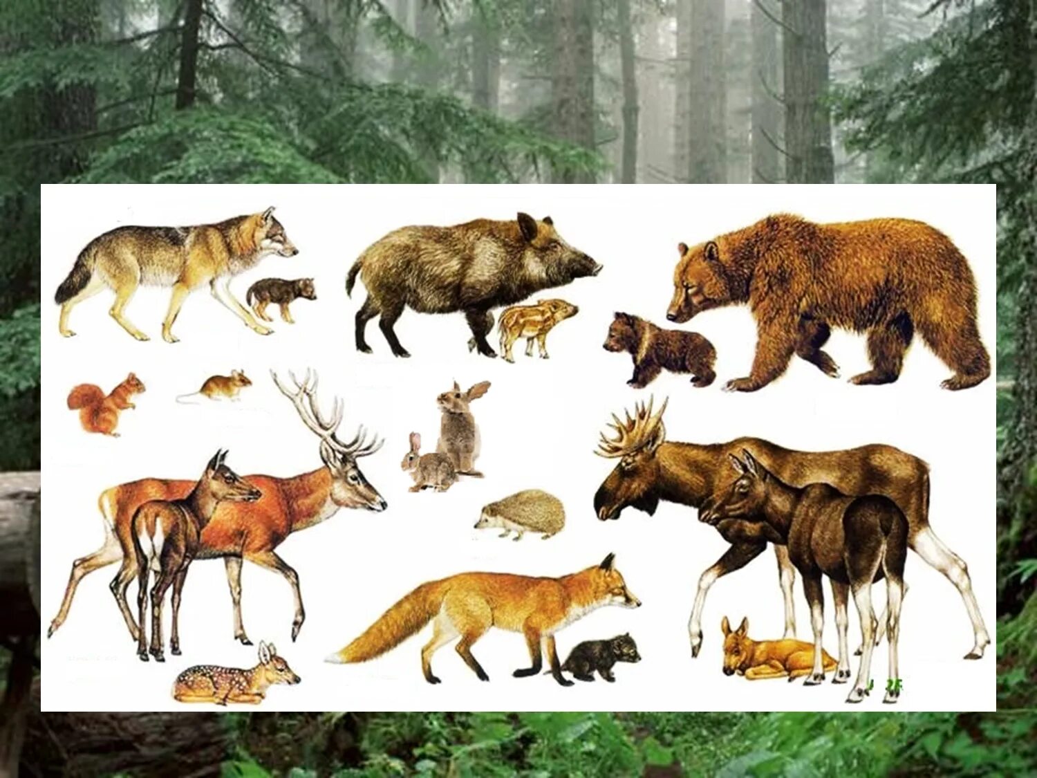 Дикие животные перечисли. Животные наших лесов. Дикие животные леса. Животные средней полосы. Дикие животные картинки.