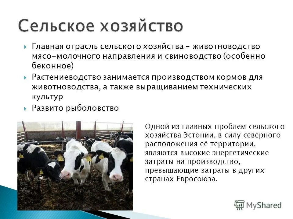 Размещение молочного и мясного скотоводства. Размещение молочного и мясного скотоводства. Размещение молочного и мясного скотоводства. Молочно мясное скотоводство. Основные районы молочного скотоводства в россии.