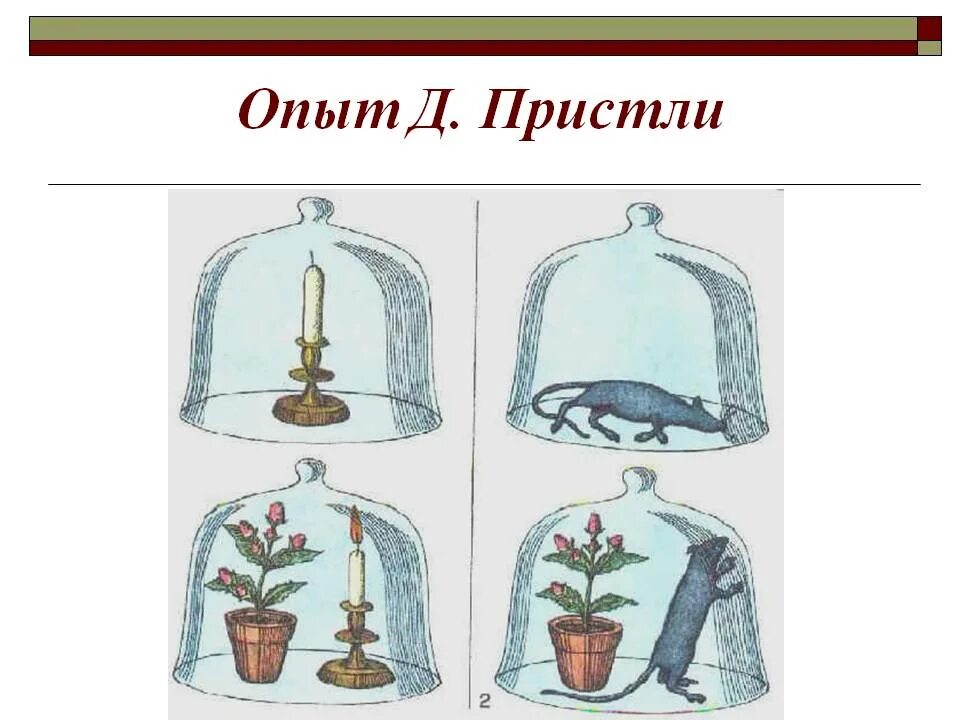 Опыты для дошкольников. Д опыт. Опыт с мышкой пристли. Опыт джозефа пристли фотосинтез. Эксперименты с детьми дошкольниками.