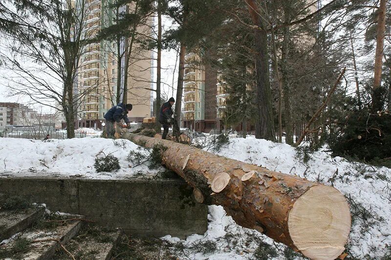 Руби сосну. Рубка сосен. Рубят сосны. Заключённые рубят сосны зимой. Сосновый Бор Санкт-Петербург рубка.