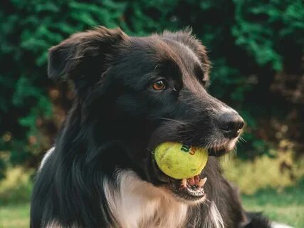 Dog but