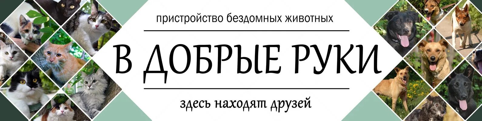 Контакт добрые руки. Отдам группу в "добрые руки"!. Объявление о животных в добрые руки. Отдам животных в добрые руки. Животные ищут дом.