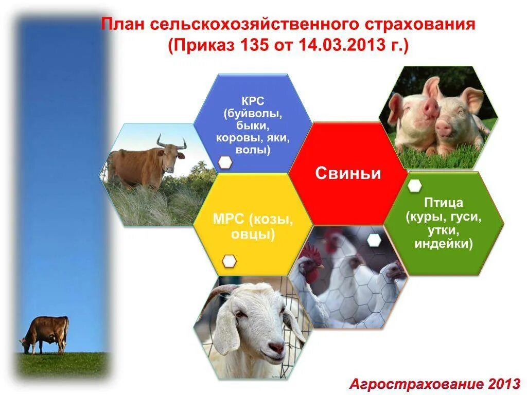 Страхование сельскохозяйственных животных. Страхование сельхоз животных. сельскохозяйственное страхование презентация. сельское хозяйство план.