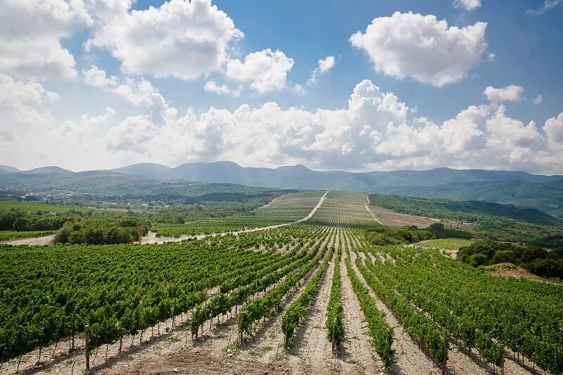 Let s do vinery. Виноградники Абрау Дюрсо. Абрау Дюрсо винодельня. Абрау Дюрсо виноградные поля. Виноградные плантации в Абрау-Дюрсо.