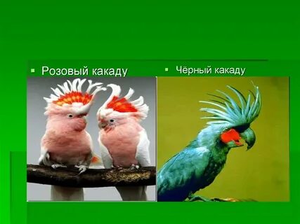 Какаду прилагательное