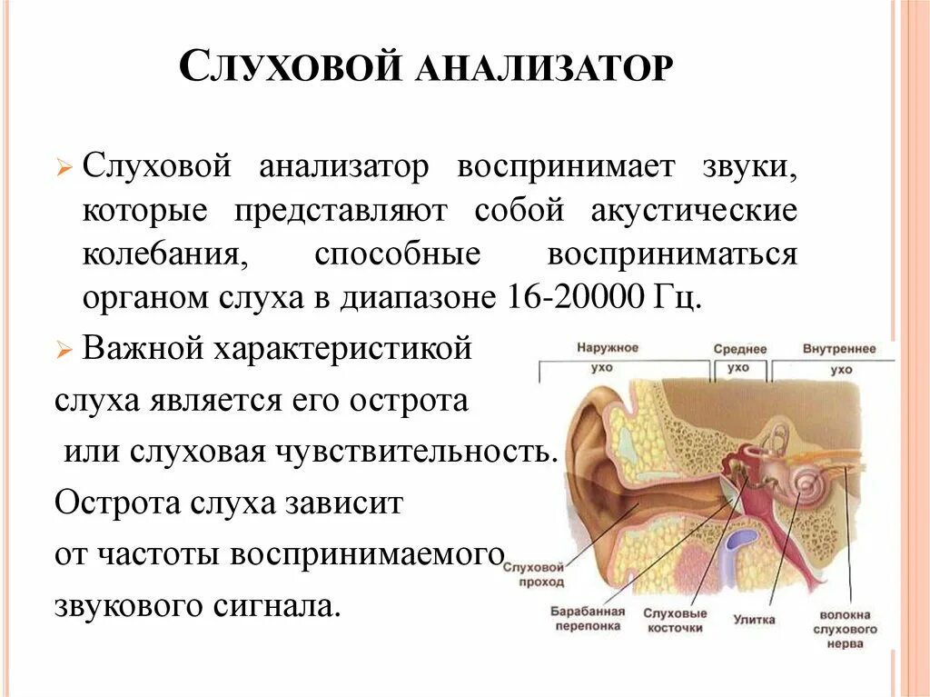 Слуховой анализатор строение и функции и заболевания. Структура слухового анализатора анатомия. Орган слухового анализатора строение функции. Опишите строение слухового анали.