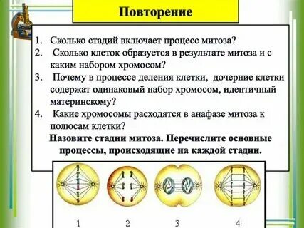 Делению клетки предшествует деление