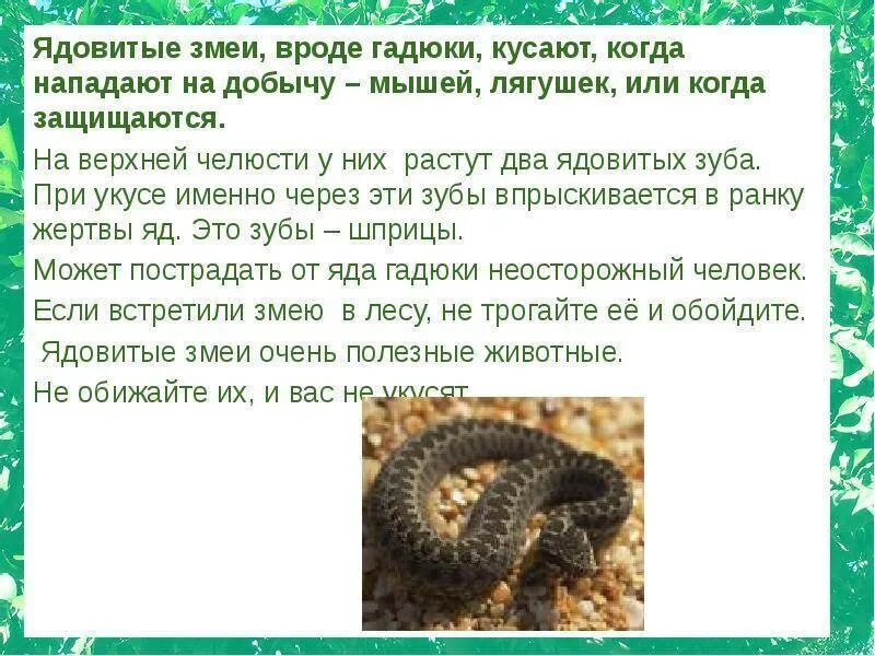 При укусе змеи запрещается. При укусе ядовитой змеи гадюк. при укусе гадюки необходимо. ядовитые змеи сообщение.