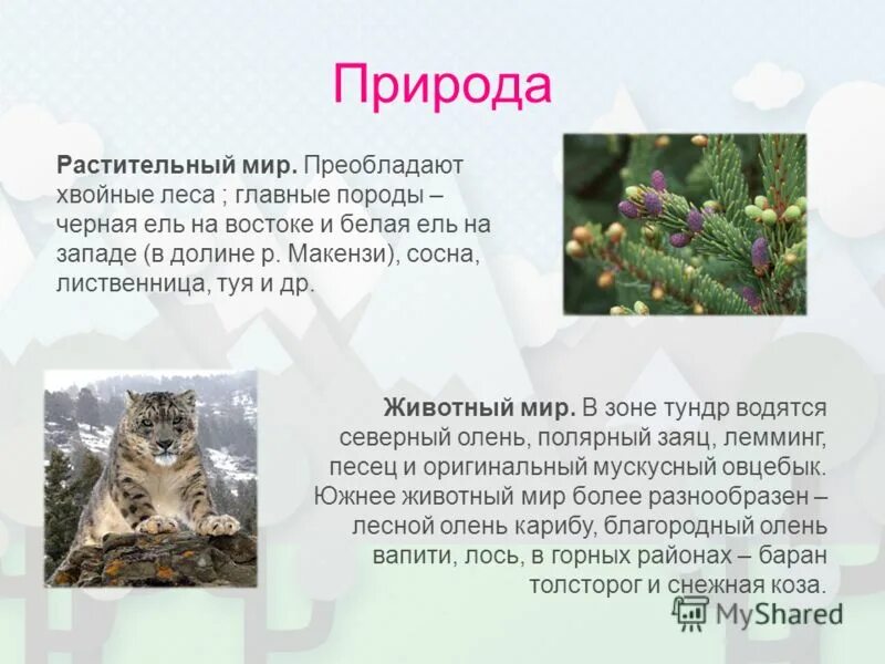 ласка и лиса. животный мир белоруссии таблица. название зверей в австрии. австралийская подобласть животные. фауна это определение.