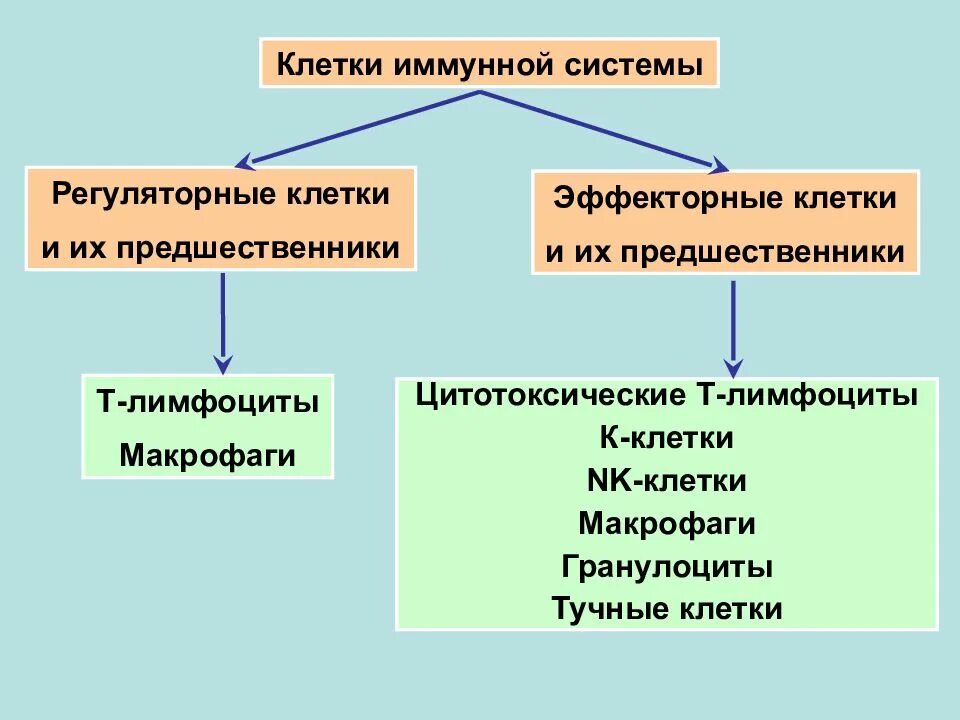 Клеточные и гуморальные факторы врожденного иммунитета. Эффекторные клетки иммунной системы. Эффекторные клетки функции. Антиген представляюшее клетки. 1.