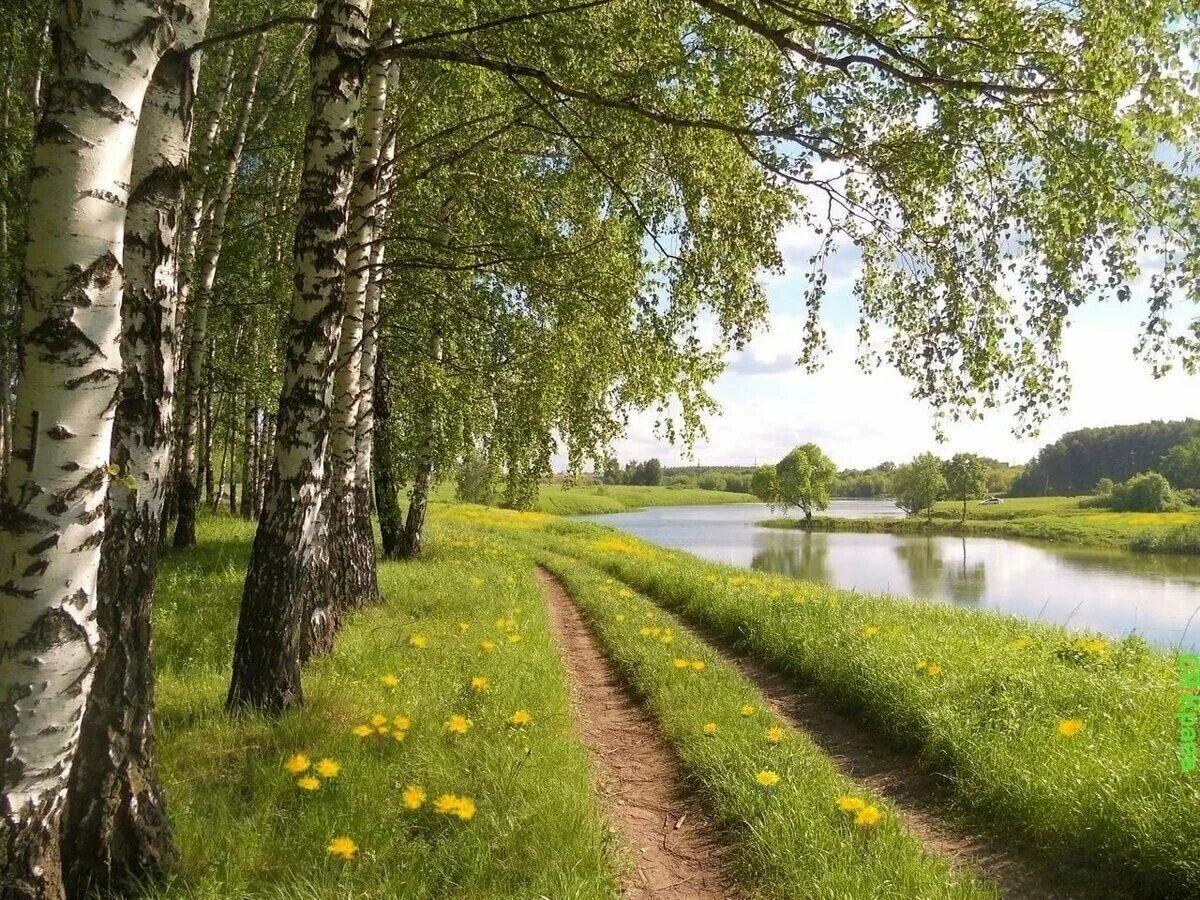 Лето в россии станет. Березовая роща деревня река. Брянск река Березка. Природа Рязанской области Березовая роща. Березовая роща Томск.