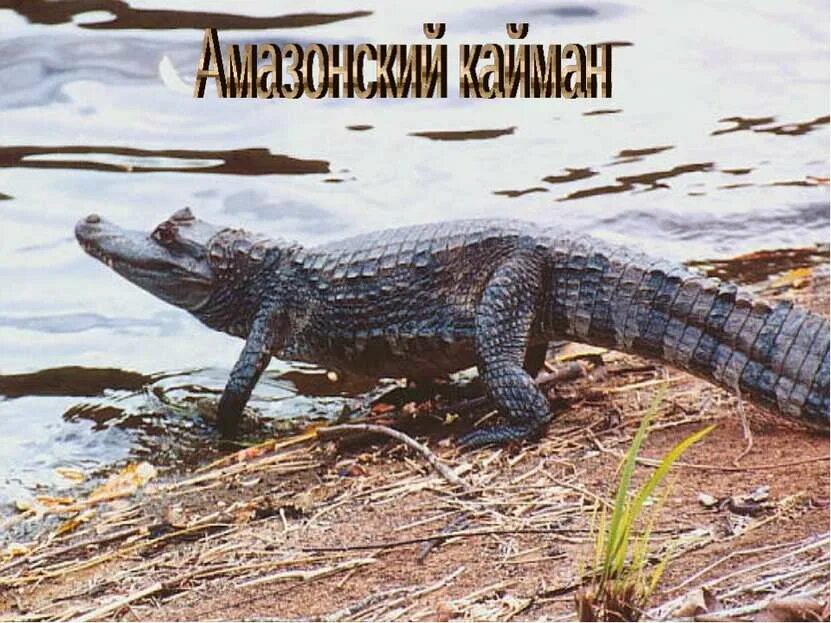Крокодилы в амазонке