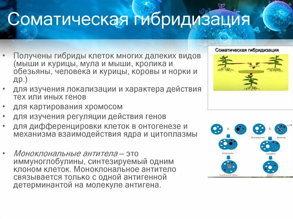 Биотехнология гибридизация. Соматическая гибридизация. Гибридизация соматических клеток. Методы гибридизации соматических клеток. Механизмы гибридизации соматических клеток.