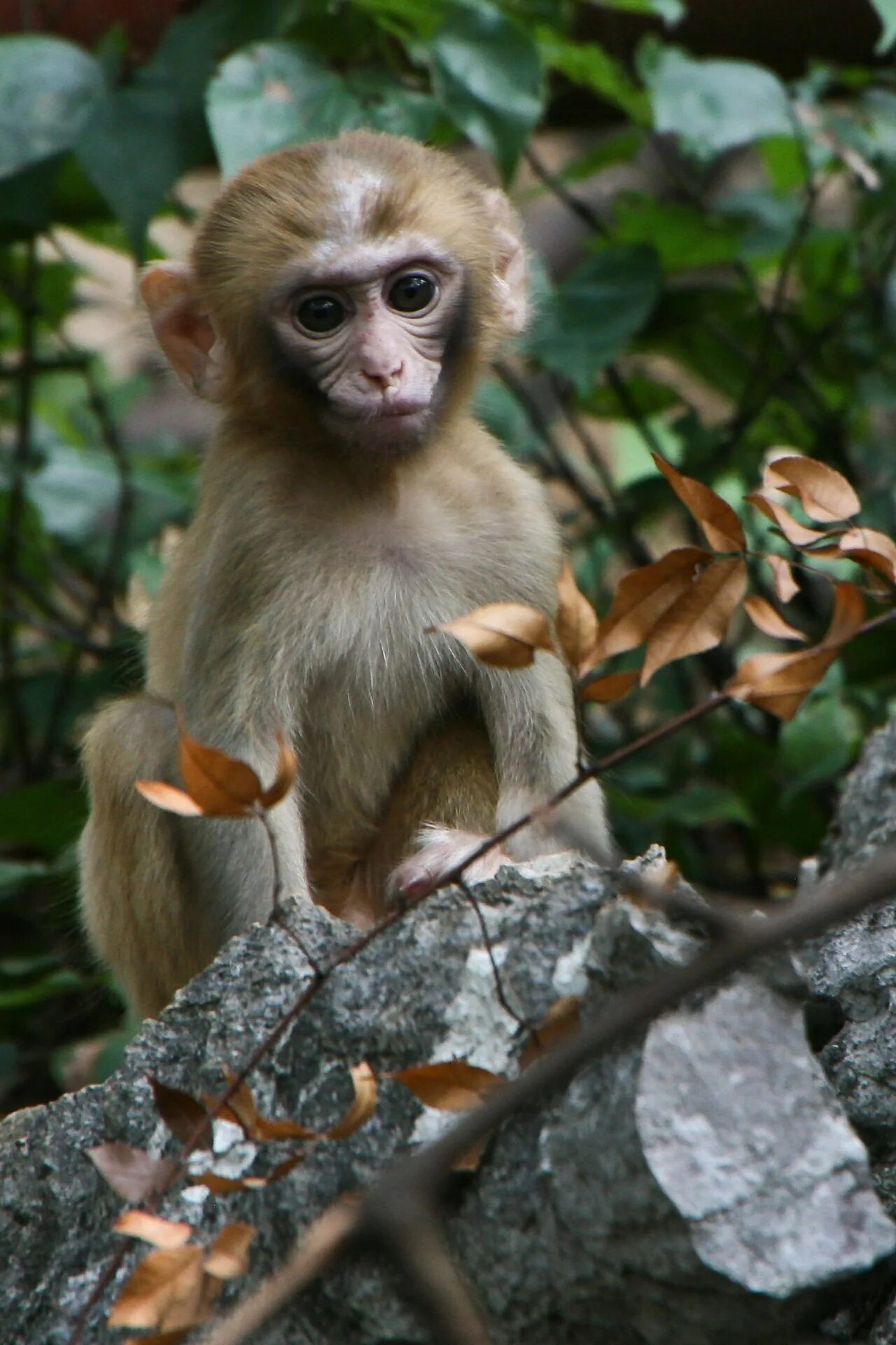 Макака резус. Macacus Rhesus. Макак резус – Macaca mulatta). Макакус резус.