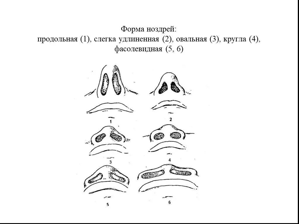 Наклон ноздрей. Прямой нос в профиль. Русский нос. Ноздри треугольной формы. Наклон ноздрей.