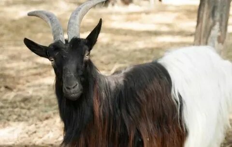 Желіде күйеуінің әйелін трахатын көрсететін порно