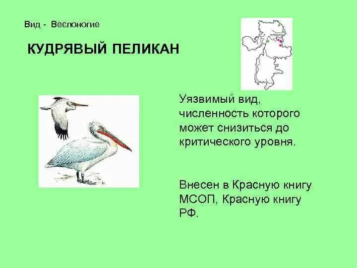 Замените слово пиликал. Кудрявый Пеликан красная книга России. Кудрявый Пеликан красная книга описание. Кудрявый Пеликан красная книга Челябинской области. Кудрявый Пеликан ареал обитания.