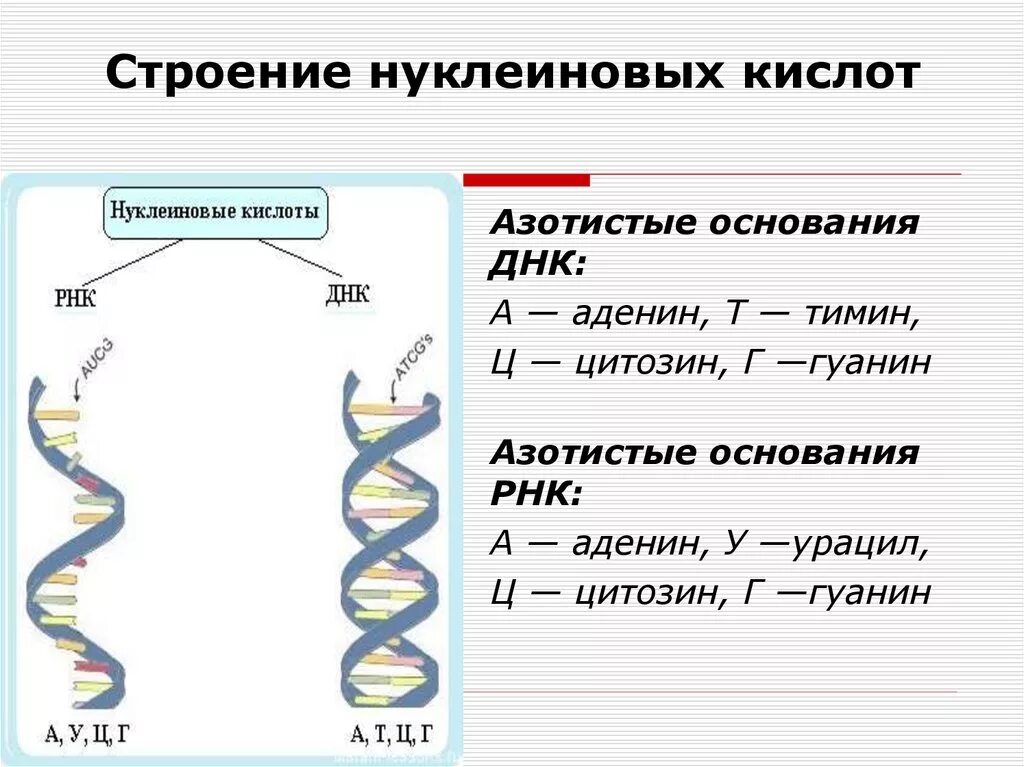 Днк 26.03 24. Строение нуклеиновых кислот ДНК. Строение нуклеиновых кислот ДНК И РНК. Строение нуклеиновые кислоты ДНК схема. Строение и функции нуклеиновых кислот ДНК И РНК.