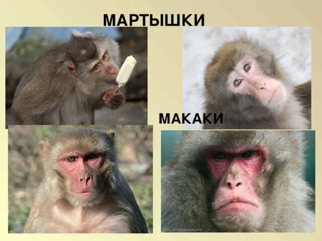 Что отличает от обезьян. Мартышка и обезьяна отличия. Отличия макаки и шимпанзе. Мартышки и макаки отличие. Обезьяна и макака разница.