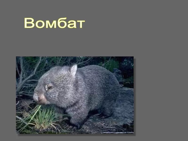 Wombat перевод. Короткошёрстный вомбат. Сквонк вомбат. Вомбат сообщение. Животное вомбат сообщение.