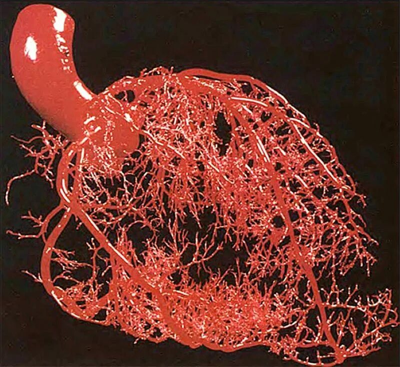 Пронизан кровеносными капиллярами. Кровеносные сосуды фрактал. Фракталы в организме человека. Сеть кровеносных сосудов сердца. Фракталы в человеческом организме.
