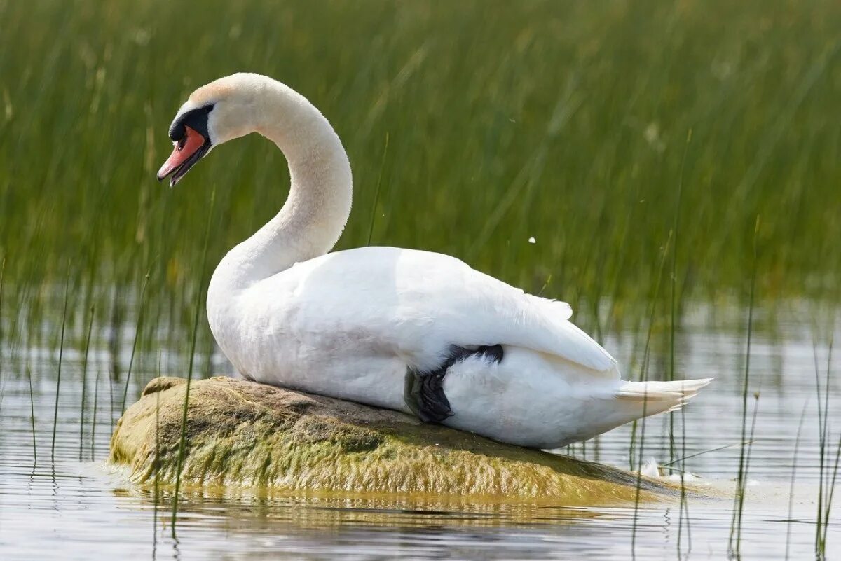 Https tatarica org. Лебедь шипун. Лебедь шипун красная. Лебедь-шипун (Cygnus olor).