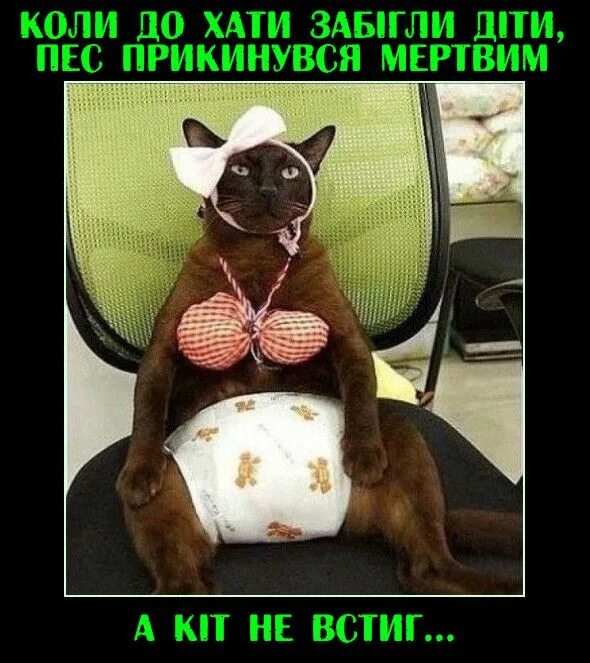 Приезд кота
