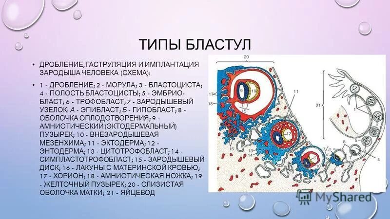 имплантированный зародыш в раннюю фазу гаструляции. имплантация гаструляция. деламинация. имплантация зародыша человека гистология. гистиотрофный тип питания зародыша это.