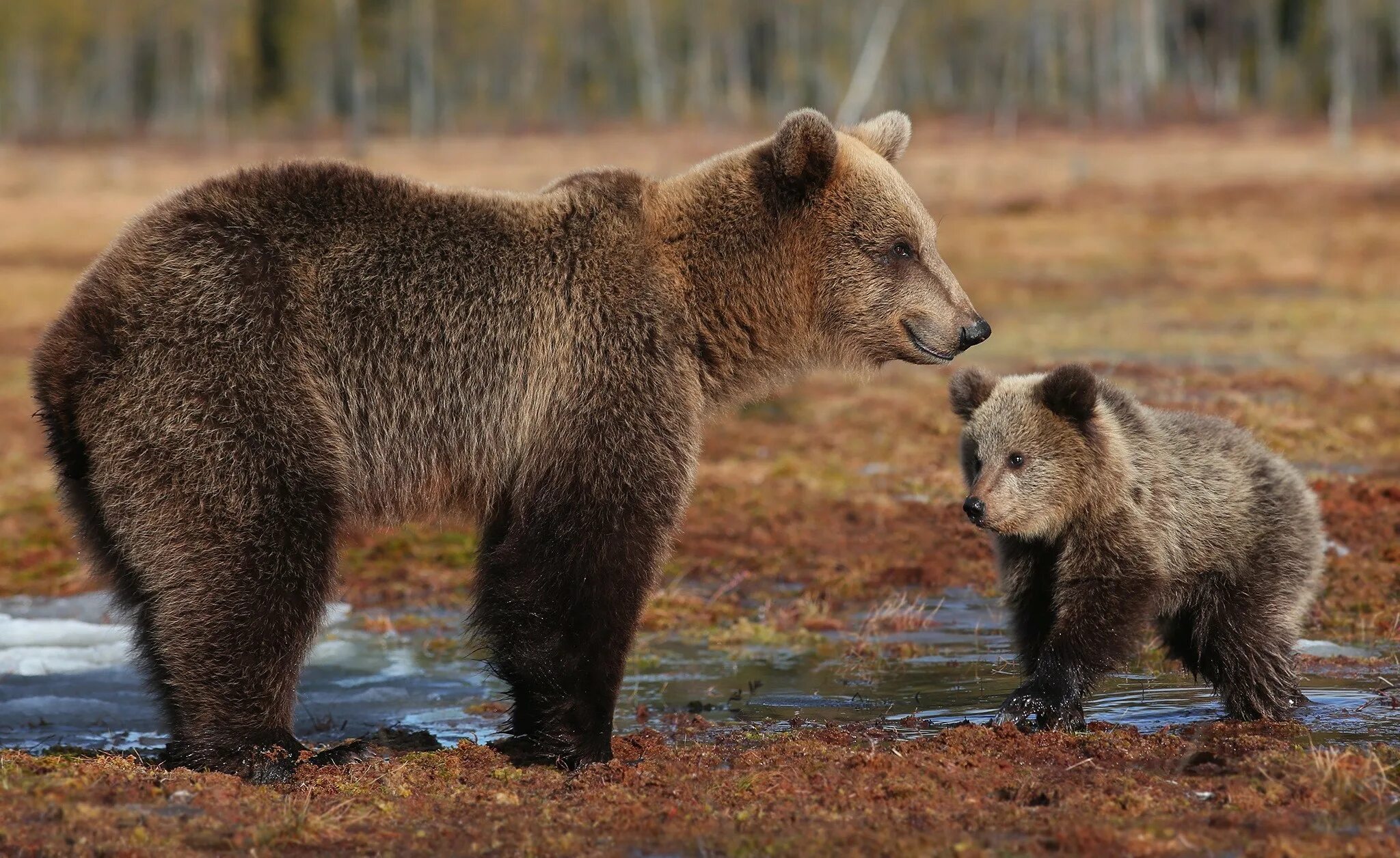 3 диких животных