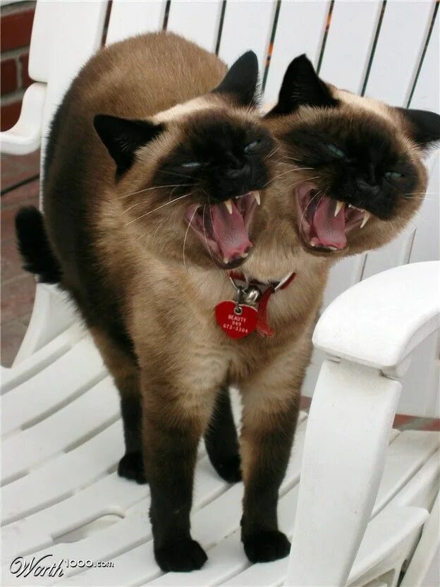 Кошка 2 головы. Сиамская кошка. кот сиамский близнец. сиамские близнецы котята. сиамские котята.