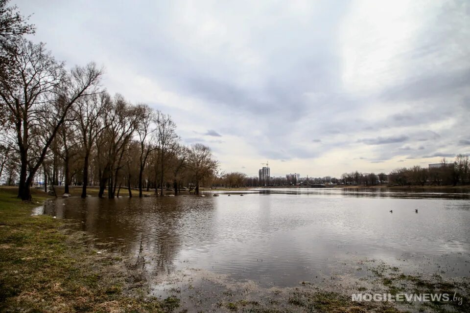 Уровень воды в днепре могилев сегодня. Разлив Днепра в Могилеве 2023. Могилев река Днепр. Могилев разлив Днепра.