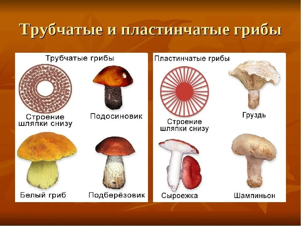 Ядовитые трубчатые. Шляпочные грибы трубчатые и пластинчатые. шляпочные трубчатые съедобные грибы. виды грибов трубчатые и пластинчатые. шляпочные пластинчатые грибы съедобные.