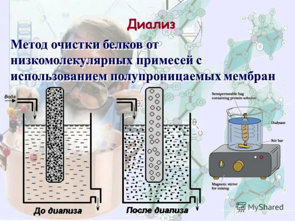 Методы очистки белков. Диализ метод очистки белков. Методы очистки белков диализ. Методы очистки белков от низкомолекулярных примесей. Диализ это в химии.