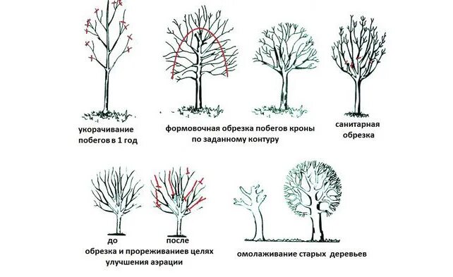 Обрезка кроны. Обрезка абрикоса чашей схема. Обрезка яблонь весной схема. Обрезка липы формирование кроны. Формировка яблони чашей.