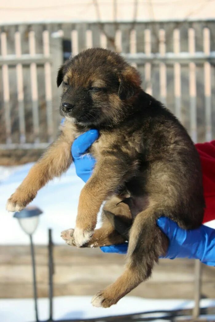 Мама собака и щенок. Фото маленького чёрного щенка который спит в лежанке. 9 щенков. 15 щенков. Мертвые щенки мертвые щенки.