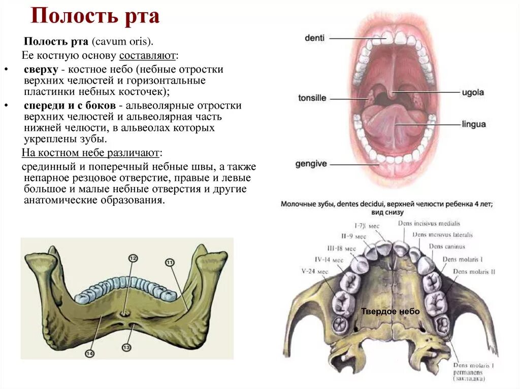Костная стенка которая отделяет полость рта. Полость рта строение кости. Анатомия верхней челюсти челюсти. Твердое небо небные отростки верхней челюсти. Костная структура ротовой полости.
