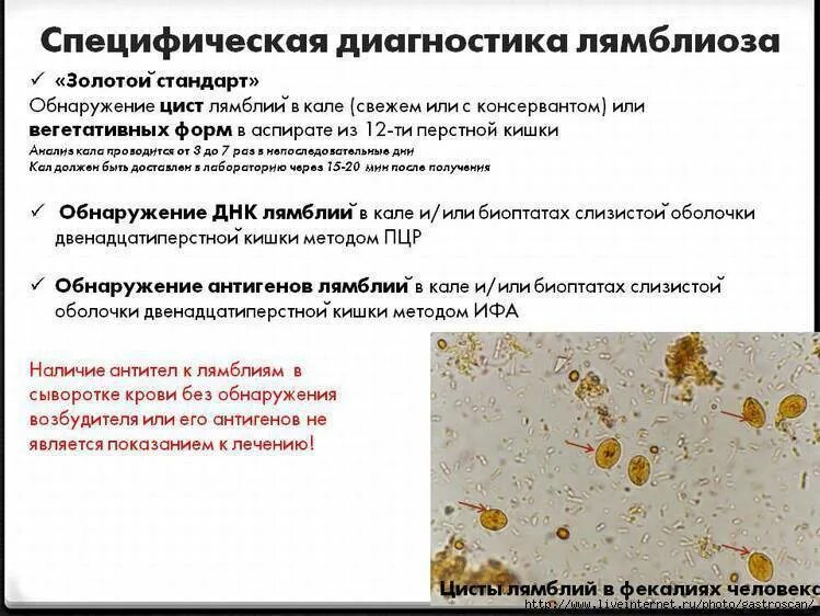 Лямблиоз у взрослых. Лямблиоз клинические симптомы. цисты лямблий симптомы. лямблия клинические проявления.