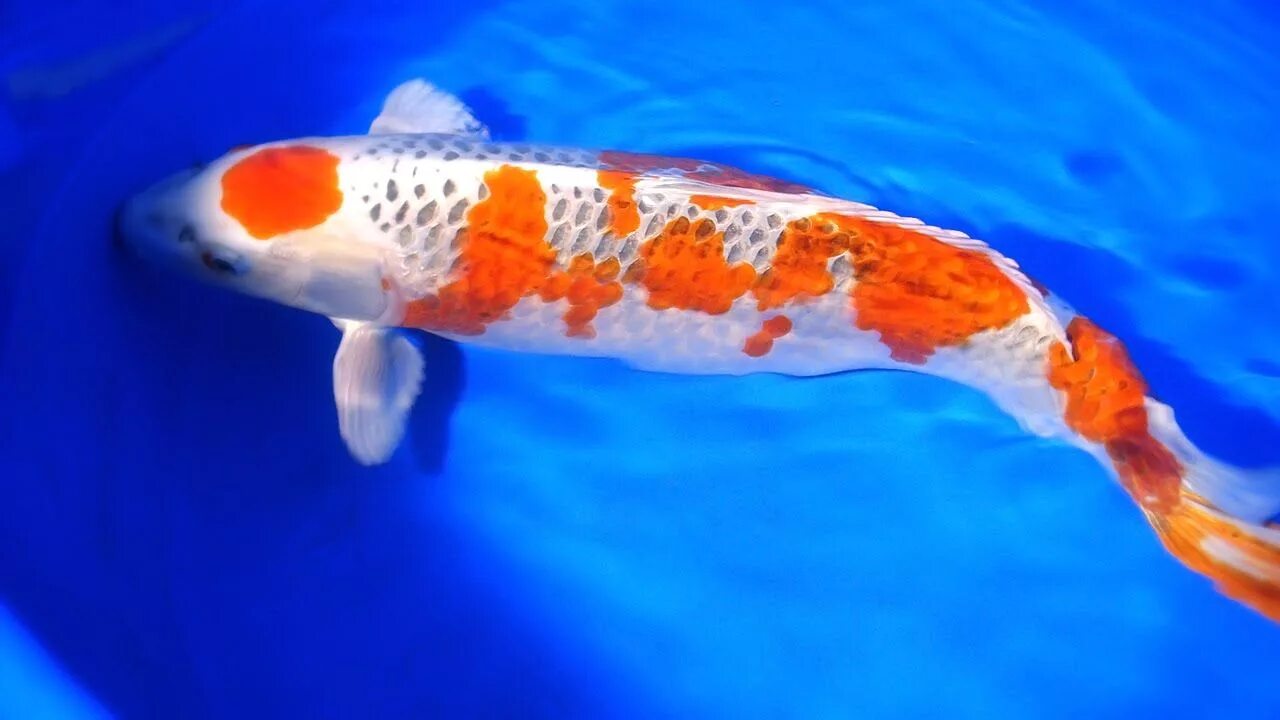 Кои аи. Кои. koi fish. карп кои сбоку. башня кои.