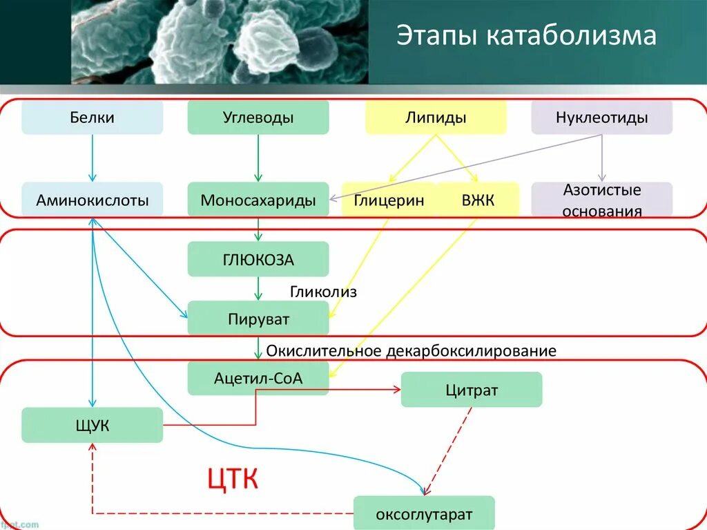 Катаболизм липидов этапы. Схема катаболизма основных веществ углеводов жиров белков. Первый этап катаболизма. Фазы, стадии, этапы катаболизма. Подготовительный этап белков