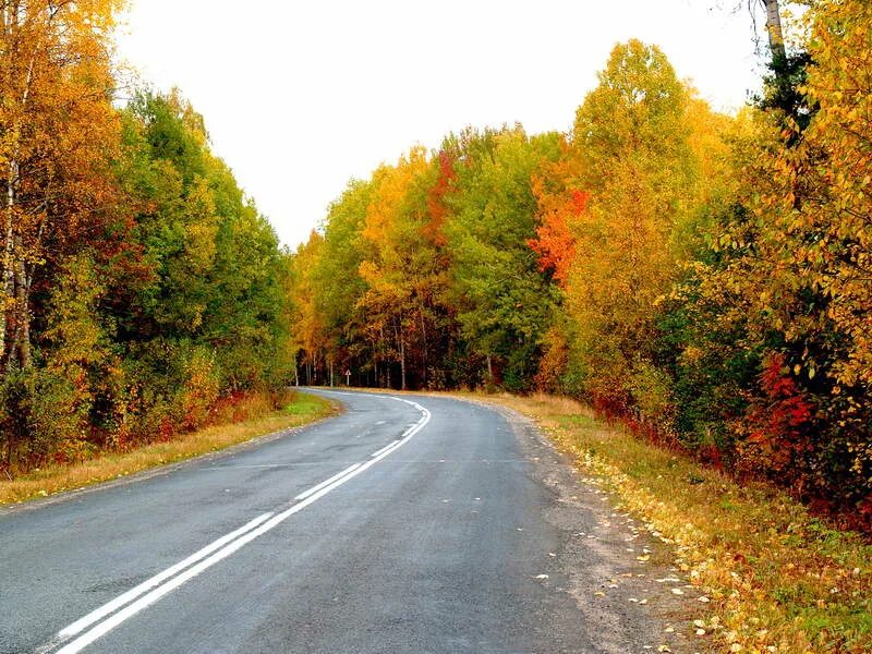 Осень трасса фото autumn forest paved road 1440x2960 QHD wallpapers from photomonstr images for