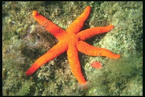 Как ухаживать морскую