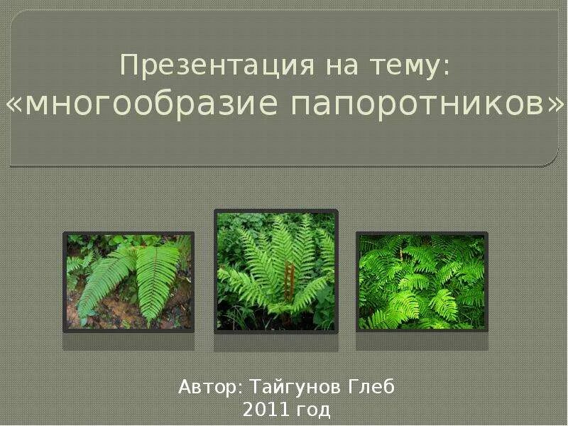 Разнообразие папоротников. Представители папоротников 5 класс биология. многообразие папоротникообразных. наибольшее видовое разнообразие папоротников. разнообразие папоротников презентация.